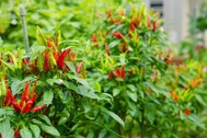 Loại cây người Việt thường ăn quả, nhưng lá lại là thuốc quý cho gan