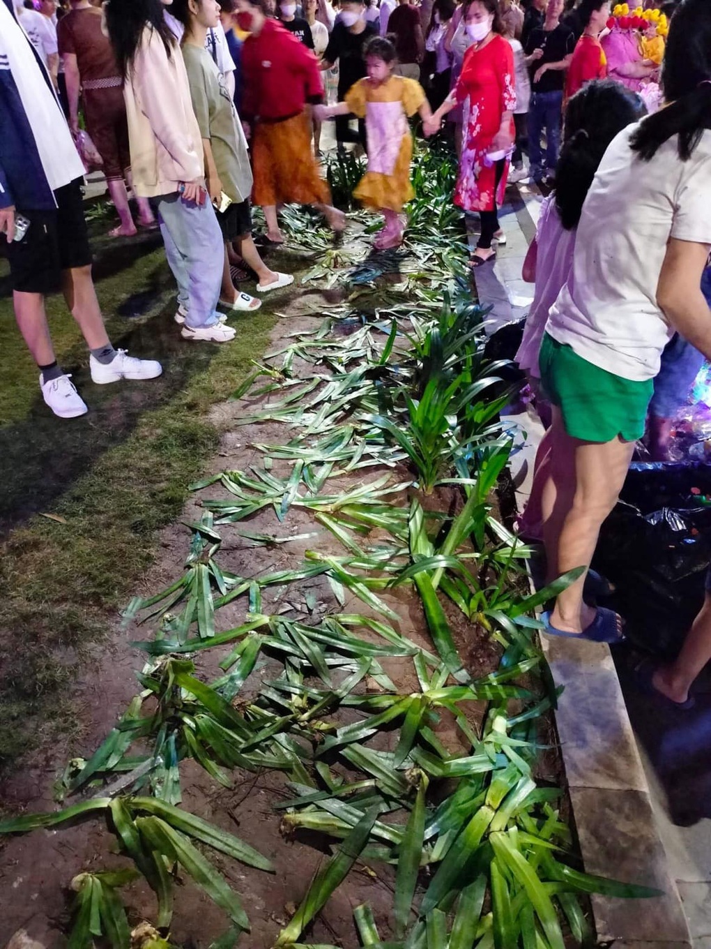 Hàng cây nát tươm trong đêm khai trương phố đi bộ Hải Dương - 1 Hàng cây nát tươm trong đêm khai trương phố đi bộ Hải Dương - 1
