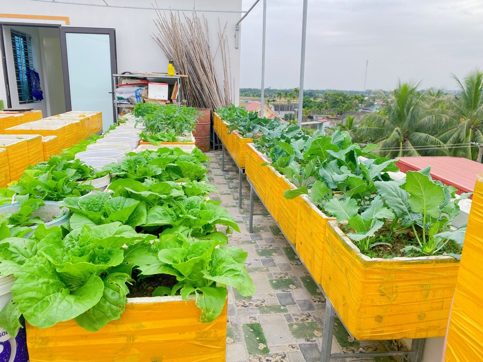 Ngắm vườn rau sân thượng xanh mướt của cặp vợ chồng ở Hải Phòng - 8 Ngắm vườn rau sân thượng xanh mướt của cặp vợ chồng ở Hải Phòng - 8