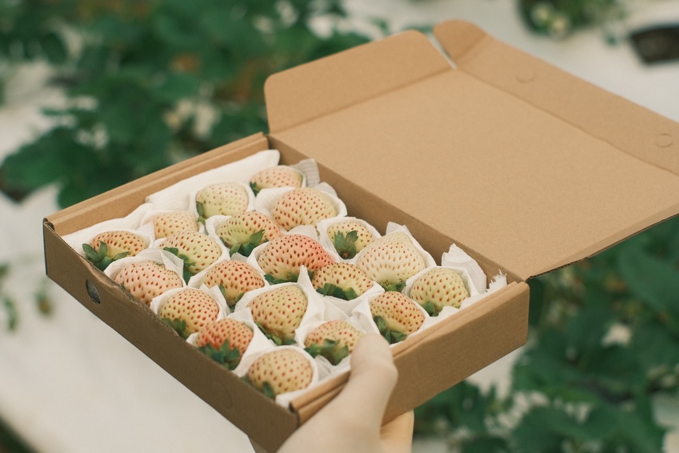 9X khởi nghiệp với hàng nghìn gốc dâu tây Bạch Tuyết, vị ngọt thơm như dứa - 4 9X khởi nghiệp với hàng nghìn gốc dâu tây Bạch Tuyết, vị ngọt thơm như dứa - 4