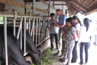 Tạo lập giá trị chung cùng cộng đồng bằng bò giống