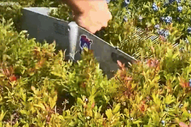 Bất ngờ cách thu hoạch quả việt quất kỳ lạ, mỗi ngày đưa về 9 tạ