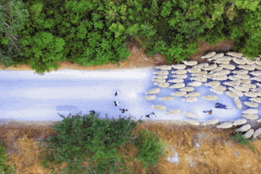 Ngắm đàn cừu di chuyển như nước chảy đầy mê hoặc từ trên cao