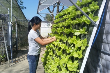 Độc đáo mô hình trồng rau sạch bằng hệ thống vườn treo