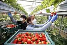 Lao động thời vụ của Việt Nam nhận lương gần 50 triệu đồng/tháng