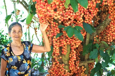 Quả đặc sản chín đỏ rực trên thân cây, không cần chăm vẫn "hưởng lộc"