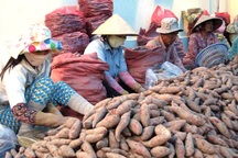 Thương lái Trung Quốc: Mánh cũ sao lừa đâu cũng thắng?