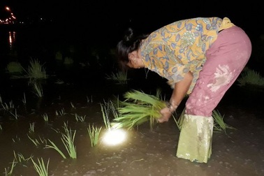 Tránh nắng như thiêu đốt, nông dân ra đồng lúc nửa đêm