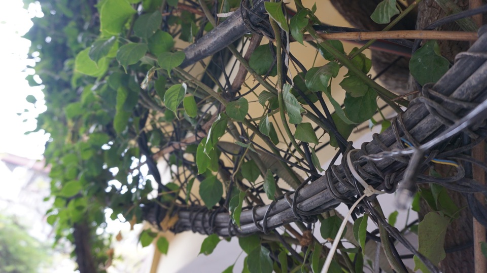 Nhà cây 5 tầng phủ kín hoa giấy ở Hà Nội, ai đi qua cũng dừng lại ngắm - 6 Nhà cây 5 tầng phủ kín hoa giấy ở Hà Nội, ai đi qua cũng dừng lại ngắm - 6