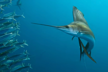 Loài cá bơi nhanh nhất đại dương: Sánh ngang "vua tốc độ" của thảo nguyên