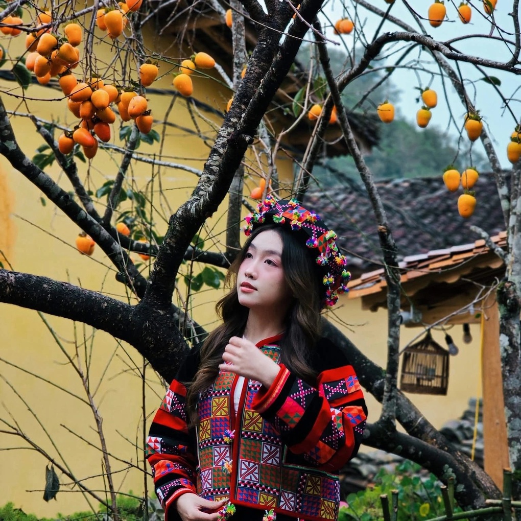 Cây hồng vô danh ở Hà Giang nổi như cồn, các nàng thơ đứng kín chờ chụp ảnh - 2 Cây hồng vô danh ở Hà Giang nổi như cồn, các nàng thơ đứng kín chờ chụp ảnh - 2