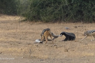 Chó rừng “cứu” lửng mật ong thoát chết khỏi trăn “khủng” và bất ngờ với sự trả ơn