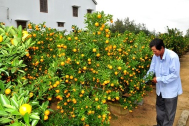 Thấp thỏm với mùa hoa Tết 