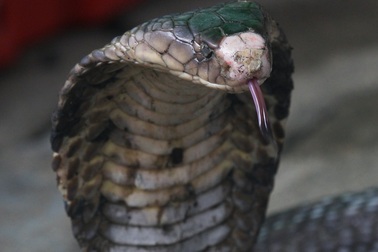 Chồng thả rắn hổ mang giết vợ đang ngủ để cướp tài sản