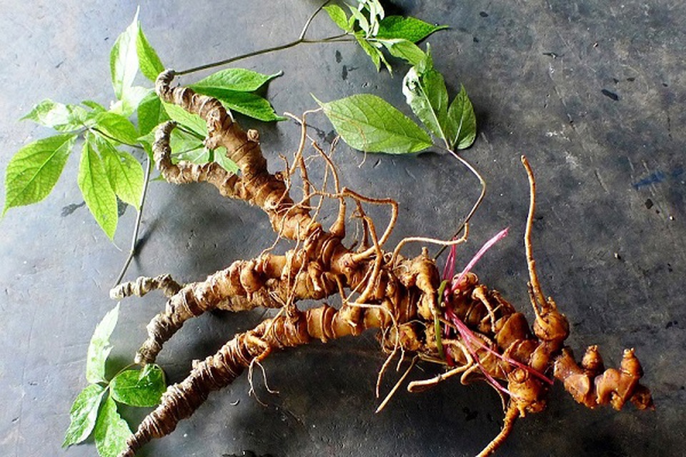 Sâm Ngọc Linh vùng Nam Trà My Quảng Nam báu vật cho sức khỏe - 2 Sâm Ngọc Linh vùng Nam Trà My Quảng Nam báu vật cho sức khỏe - 2