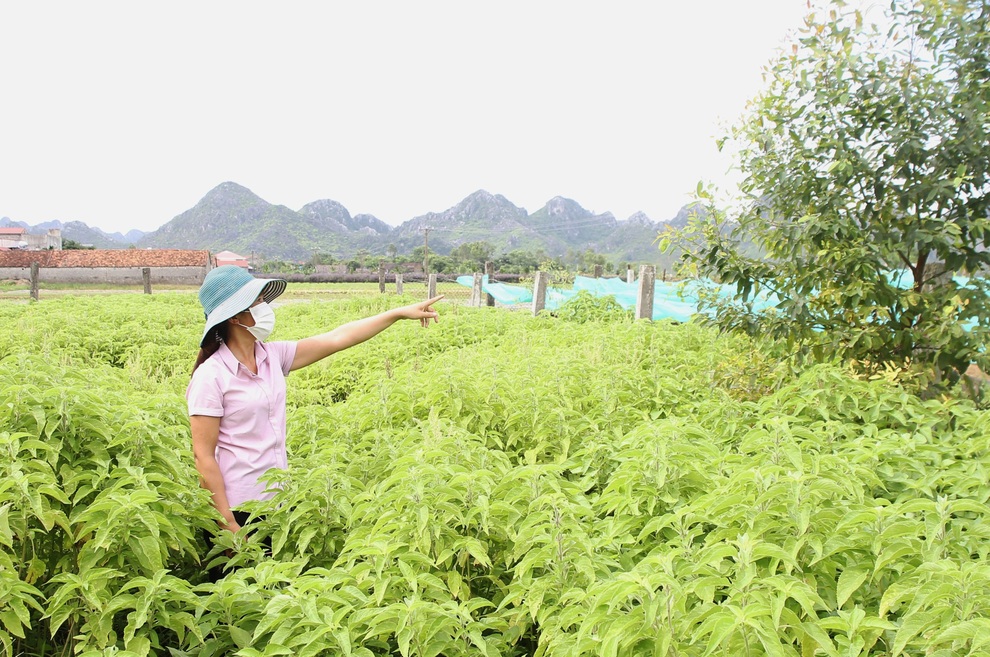 Bén duyên trồng dược liệu chưng cất tinh dầu, U40 thu tiền tỷ mỗi năm - 1 Bén duyên trồng dược liệu chưng cất tinh dầu, U40 thu tiền tỷ mỗi năm - 1
