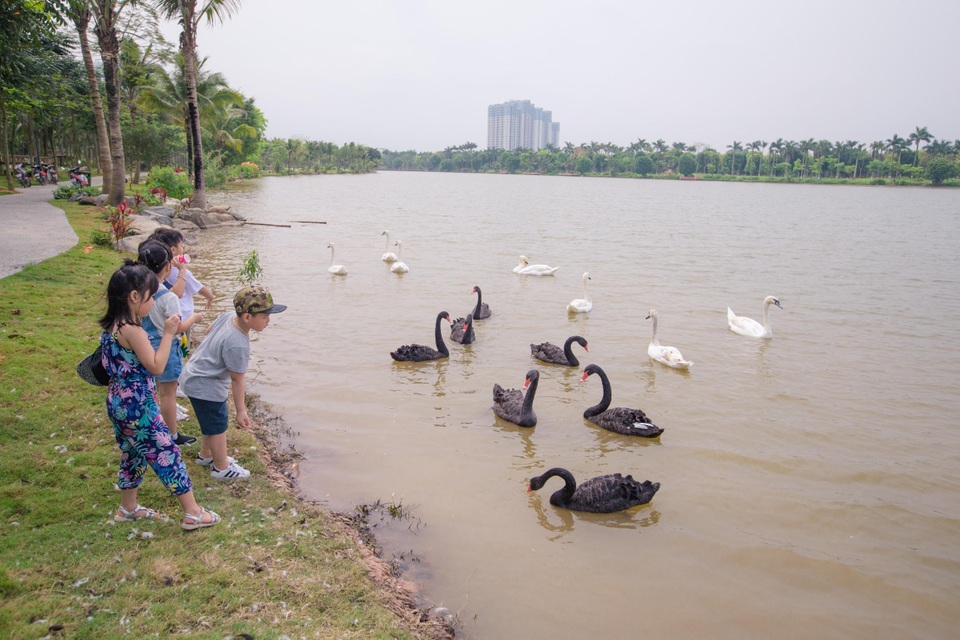 Ngắm hồ thiên nga dưới ánh hoàng hôn ngay phía Đông Hà Nội - 5 Ngắm hồ thiên nga dưới ánh hoàng hôn ngay phía Đông Hà Nội - 5