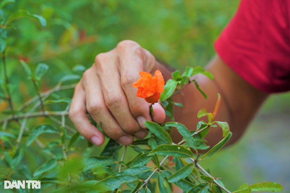 Bỏ lúa, trồng giống lựu khủng, da đỏ như son thu lãi tiền tỷ - 5 Bỏ lúa, trồng giống lựu khủng, da đỏ như son thu lãi tiền tỷ - 5