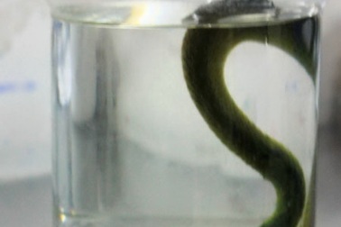 Đang ngủ, bé 27 tháng tuổi bị rắn độc cắn vào miệng