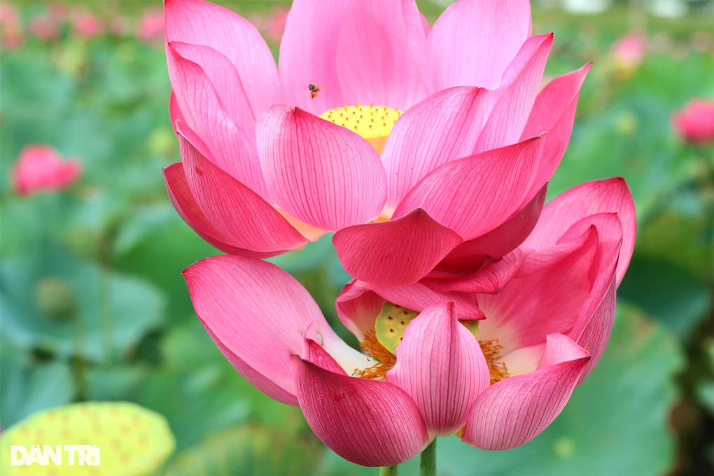 Đẹp ngỡ ngàng những cánh đồng sen gần phố cổ Hội An - 4 Đẹp ngỡ ngàng những cánh đồng sen gần phố cổ Hội An - 4