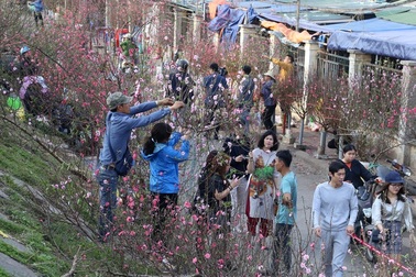 Để cánh đào thắm hơn và một cái Tết đủ đầy cho tất cả