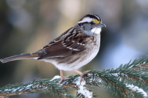 Loài chim sẻ kỳ lạ có 4 "giới tính" khác nhau