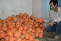 Điêu đứng vì giống bí “lạ” có nguồn gốc từ Trung Quốc