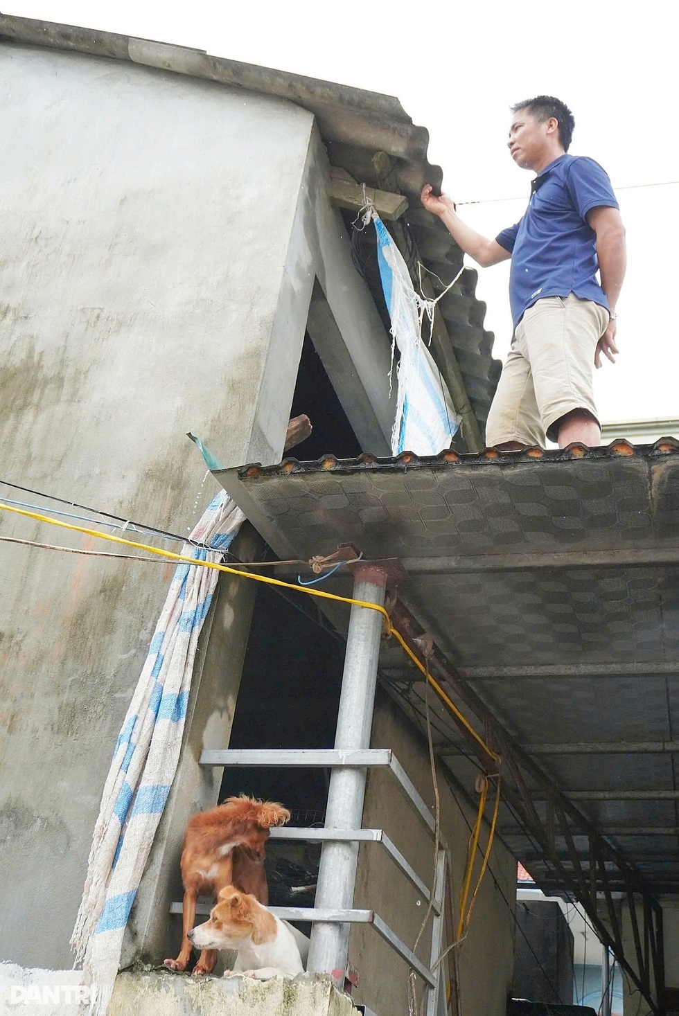 Hà Nội: Nước ngập đến cổ, lão nông mất trắng 2 ao cá, đàn trâu gặp nguy - 9 Hà Nội: Nước ngập đến cổ, lão nông mất trắng 2 ao cá, đàn trâu gặp nguy - 9