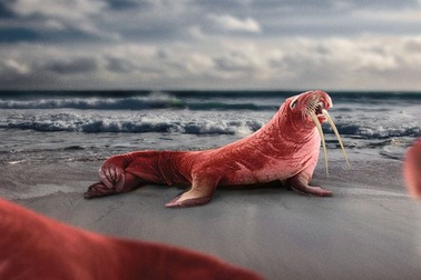 Động vật 100 năm sau biến đổi kỳ quái như thế nào?