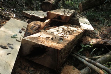 50 ha rừng pơ mu hàng trăm năm tuổi bị đốn hạ