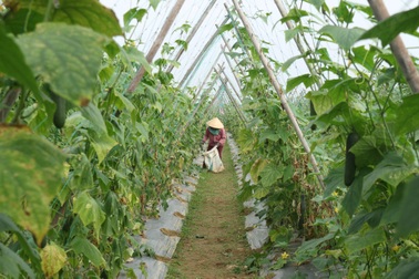 Người trồng rau "đứng ngồi không yên" vì mưa rét kéo dài