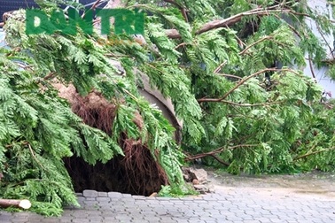 Bão Nari làm “bật gốc” thực trạng trồng cây xanh ở Đà Nẵng