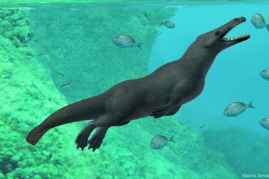 Phát hiện hoá thạch cá voi cổ đại có… bốn chân và đuôi như rái cá