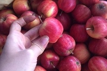 Táo đá đỏ rực: Hàng lạ, chị em xiêu lòng