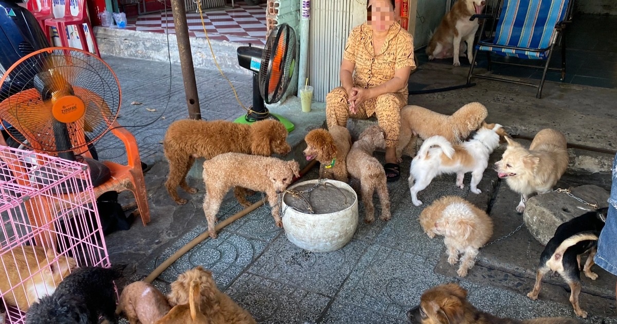 Những con vật không rõ nguồn gốc, nằm vật vờ trong lồng tại một cơ sở cung cấp chó, mèo trên đường Lê Hồng Phong (Ảnh: Hạ Di).