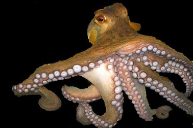 Tại sao bạch tuộc lại là một trong những sinh vật kỳ lạ nhất trong đại dương?