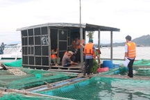 “Thủ phủ” tôm hùm, cá bớp… trên Vịnh Vân Phong chạy bão