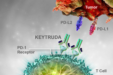 Bệnh nhân ung thư được miễn phí một phần thuốc điều trị miễn dịch