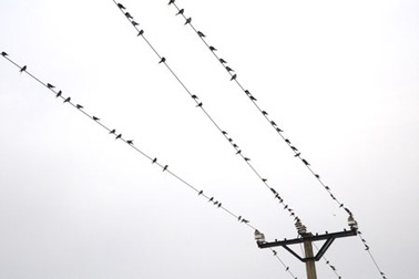 Chim én xuất hiện dày đặc ở thành phố Lào Cai 