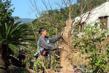 Chăm mai vàng Yên Tử chuẩn bị đón xuân