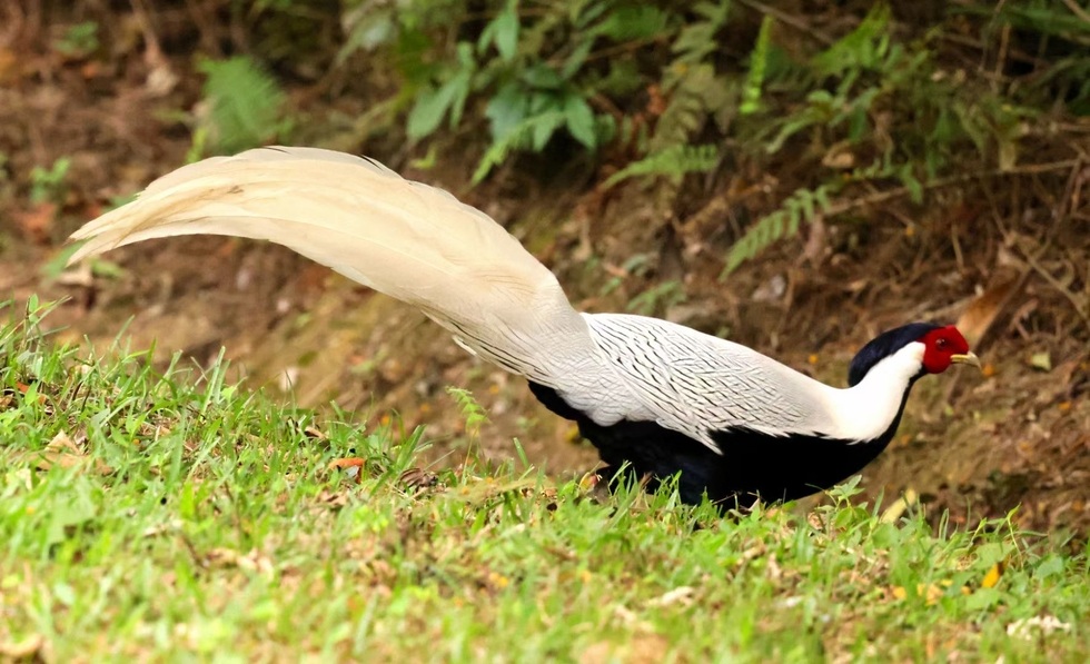 Gà lôi trắng - Loài chim đẹp được pháp luật Việt Nam bảo vệ nghiêm ngặt - 1