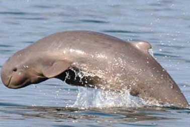 Cá heo sông Mê Công sắp tuyệt chủng