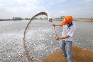 Kéo dài thời hạn giao đất đến khi có luật Đất đai mới