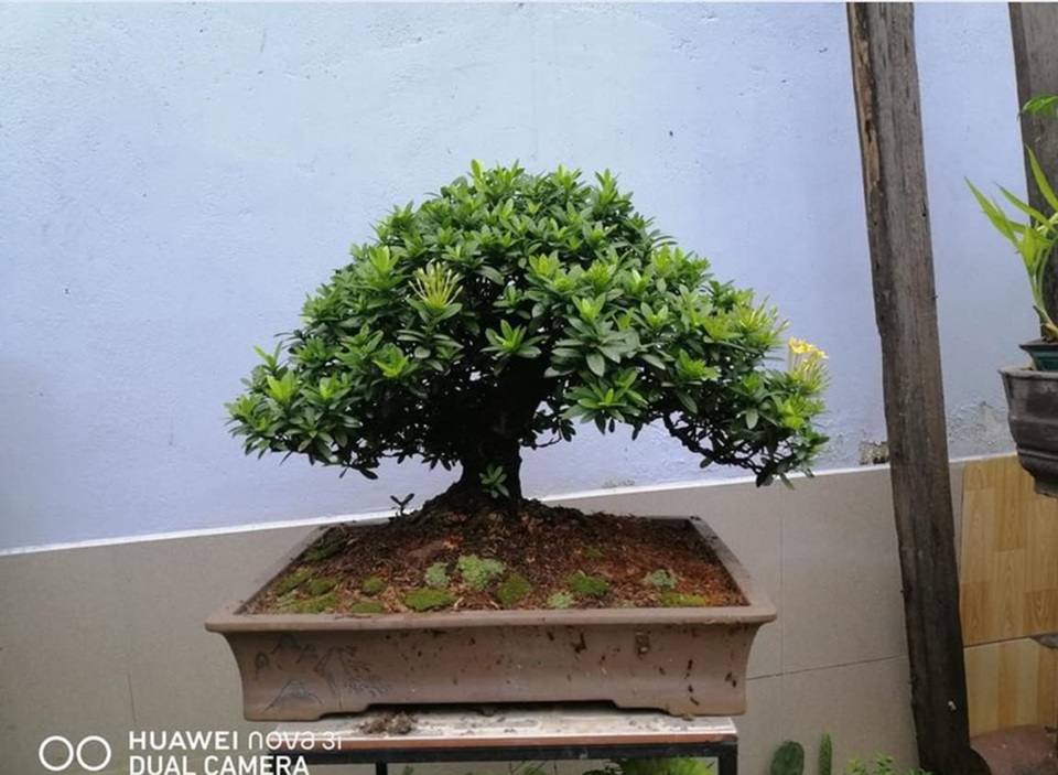 Cây “tí hon” nằm gọn lỏn trong bàn tay, khách chịu chơi chi cả chục triệu mua về ngắm - 1