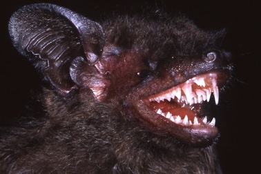 70 loài sinh vật mới vừa được phát hiện tại Việt Nam