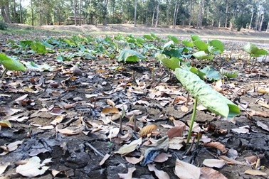 Chiếc ao nổi tiếng "lần đầu tiên trong lịch sử" cạn trơ đáy