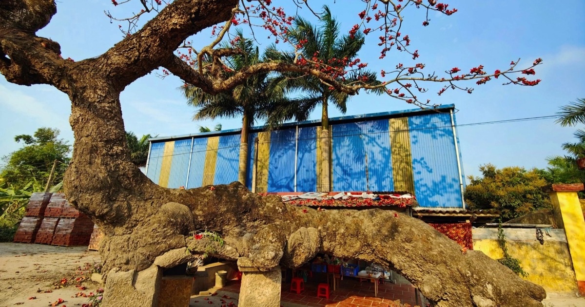 View - Cây gạo cổ trăm năm tuổi dáng thân rồng độc lạ ở Thái Bình | Báo Dân trí