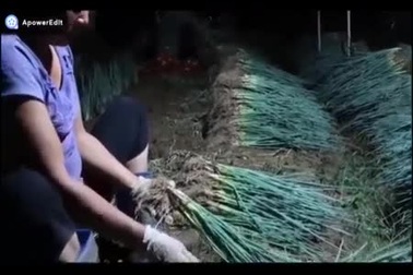 Nghệ An: Nắng nóng đỉnh điểm, nông dân “chong đèn” nhổ hành xuyên đêm