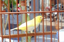 Choáng với những món đồ bạc tỷ của đại gia Hà Thành