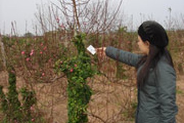 Dịch vụ cho thuê đào cây hút khách